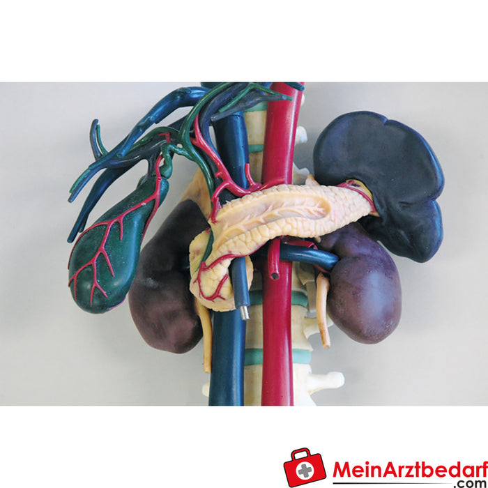 Erler Zimmer Modello anatomico per l'addestramento agli ultrasuoni