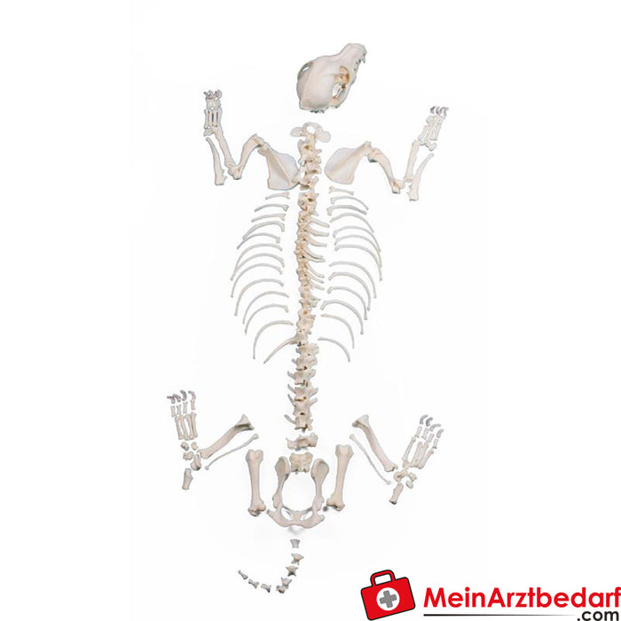 Erler Zimmer Dog skeleton, unmounted