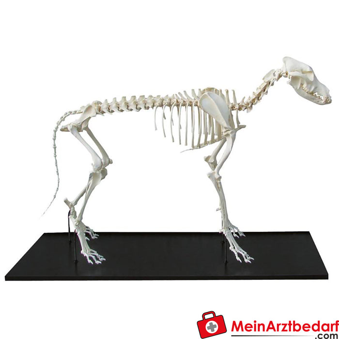 Erler Zimmer Dog skeleton, mounted