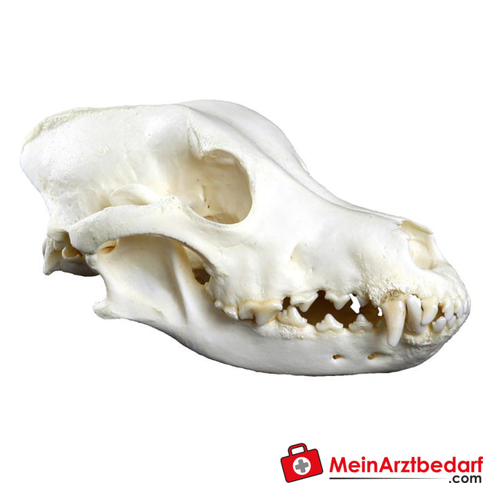 Erler Zimmer Duża czaszka psa (Canis familiaris, replika)