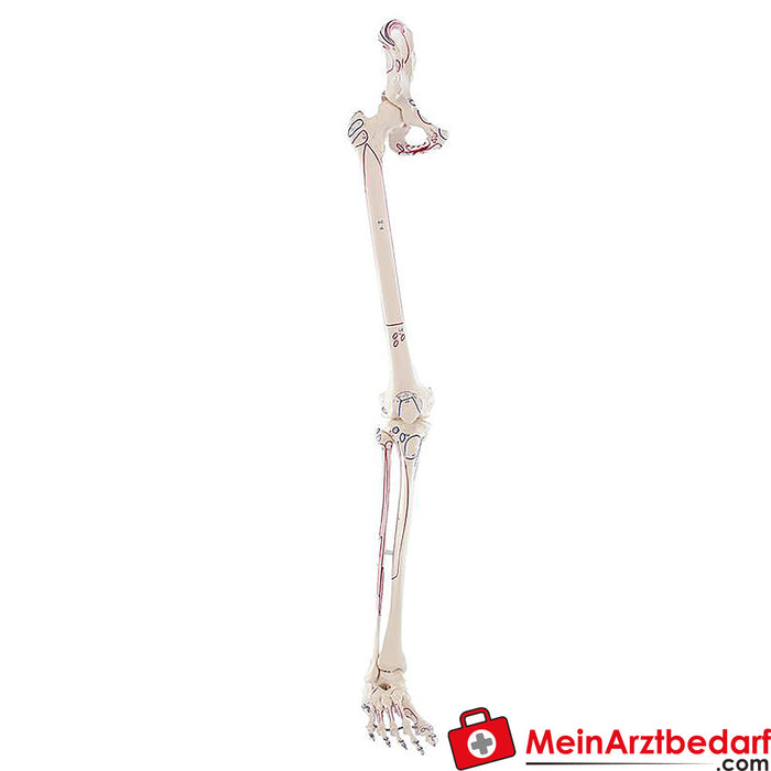 Esqueleto de pierna de Erler Zimmer con la mitad de la pelvis, con marcas musculares