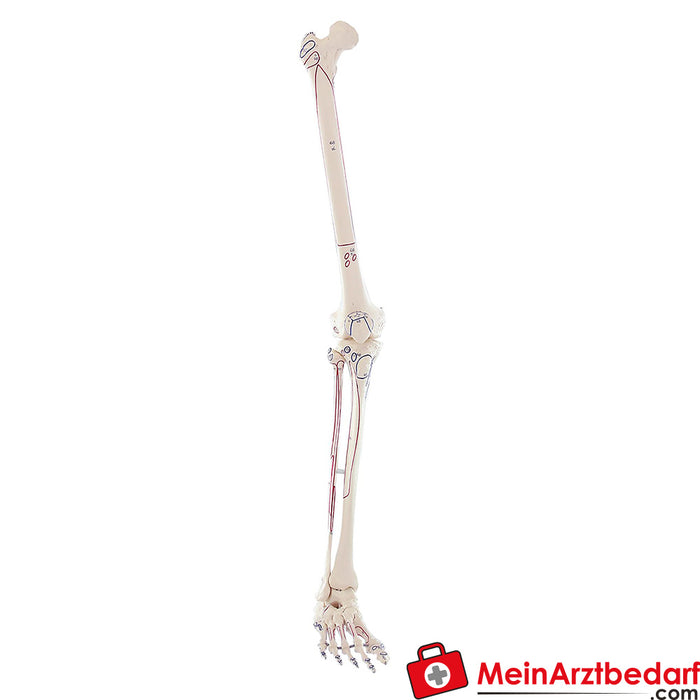 Erler Zimmer Szkielet nogi z oznaczeniem mięśni